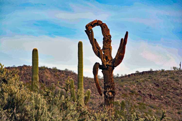 saguaro skeleton